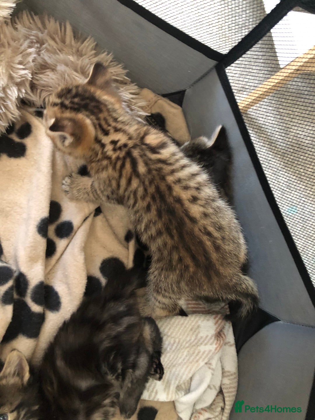 Bengal cats for sale: Kittens for sale  in Maesteg - Image 5
