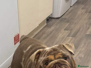 English Bulldog dogs English bulldog - Advert 1