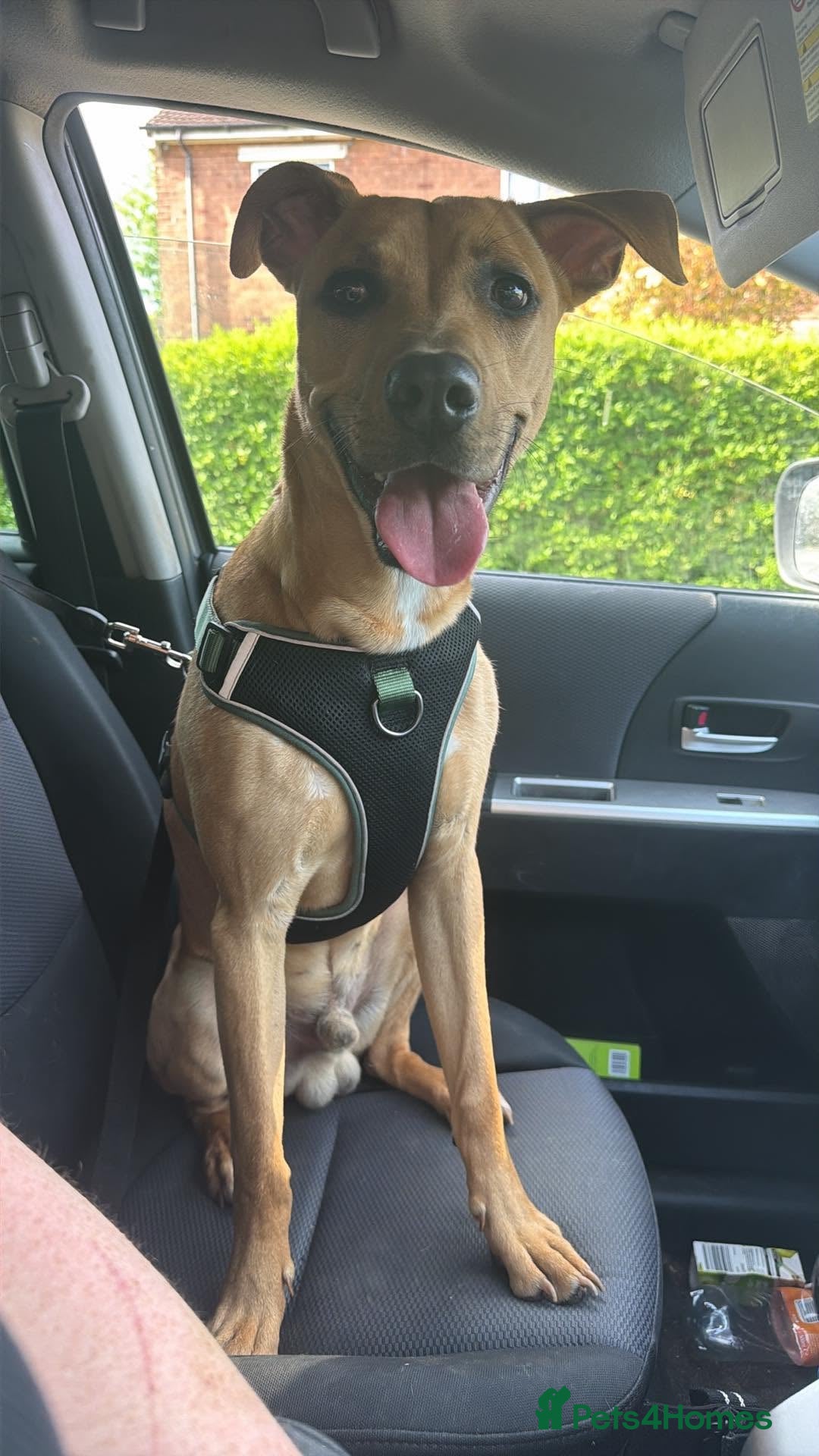 Mixed Breed dogs for sale: Meet DEX!! - Advert 2