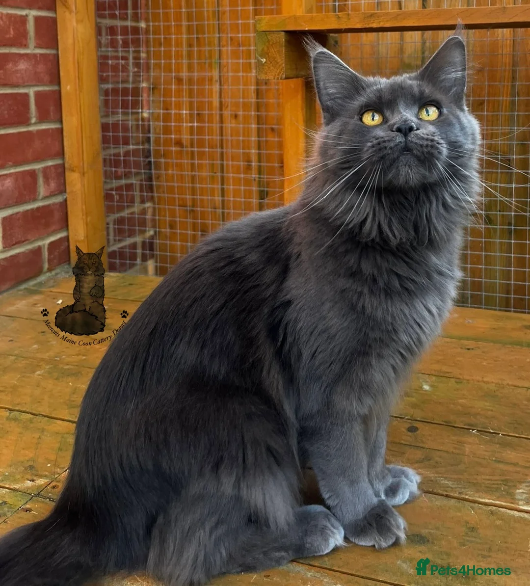 Maine Coon cats for sale: Maine Coon ex-Queen blue female girl lovely  in Poole - Advert 4