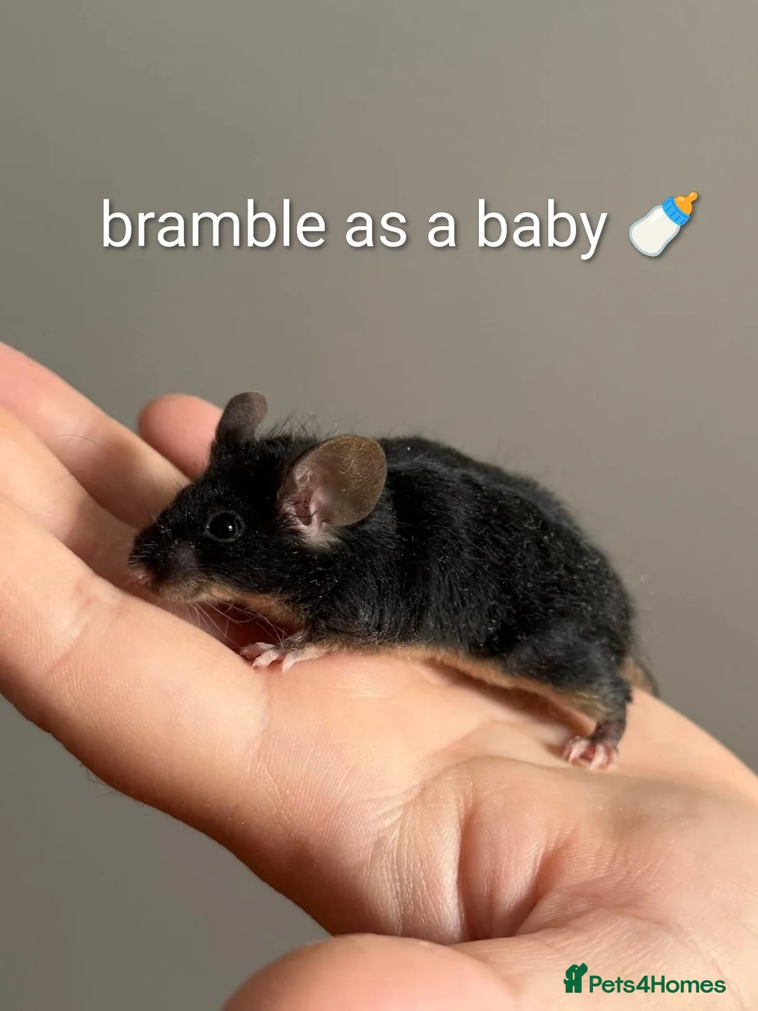 Mouse rodents for sale: *urgent* Loving home needed for Bramble 🐭🖤 in Enfield - Advert 5