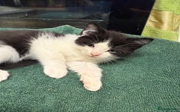 British Shorthair cats for sale: BRITISH BLUE X KITTENS - Image 9