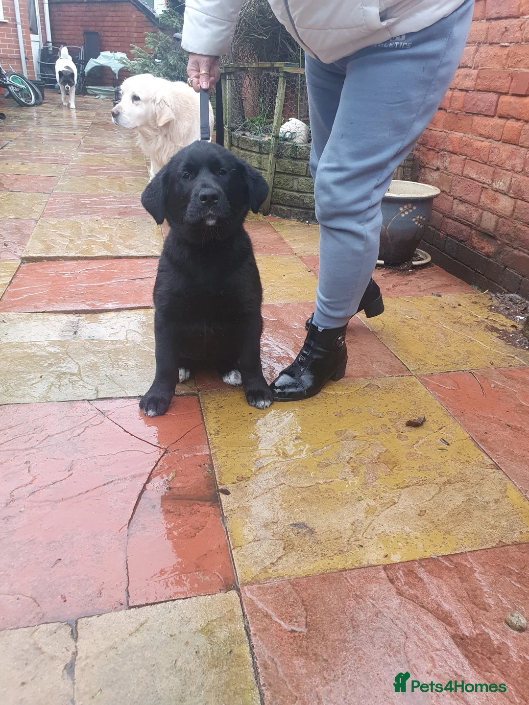Mixed Breed dogs for sale: Akita and Golden retriever mix - Advert 3