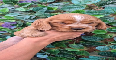 Cocker Spaniel dogs - Advert 18