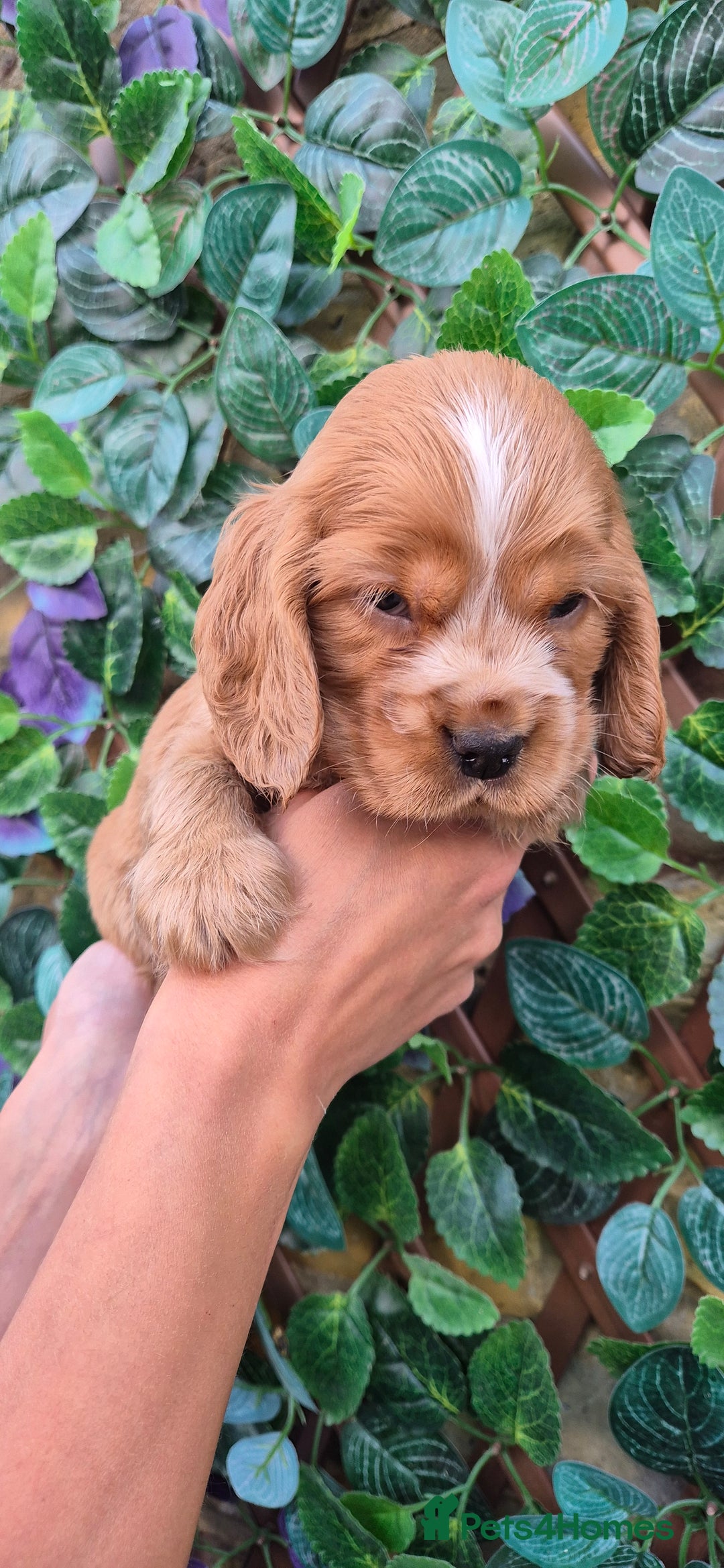 Cocker Spaniel dogs for sale: SUPERB SHOW TYPE COCKER SPANIEL PUPPIES  - Image 2