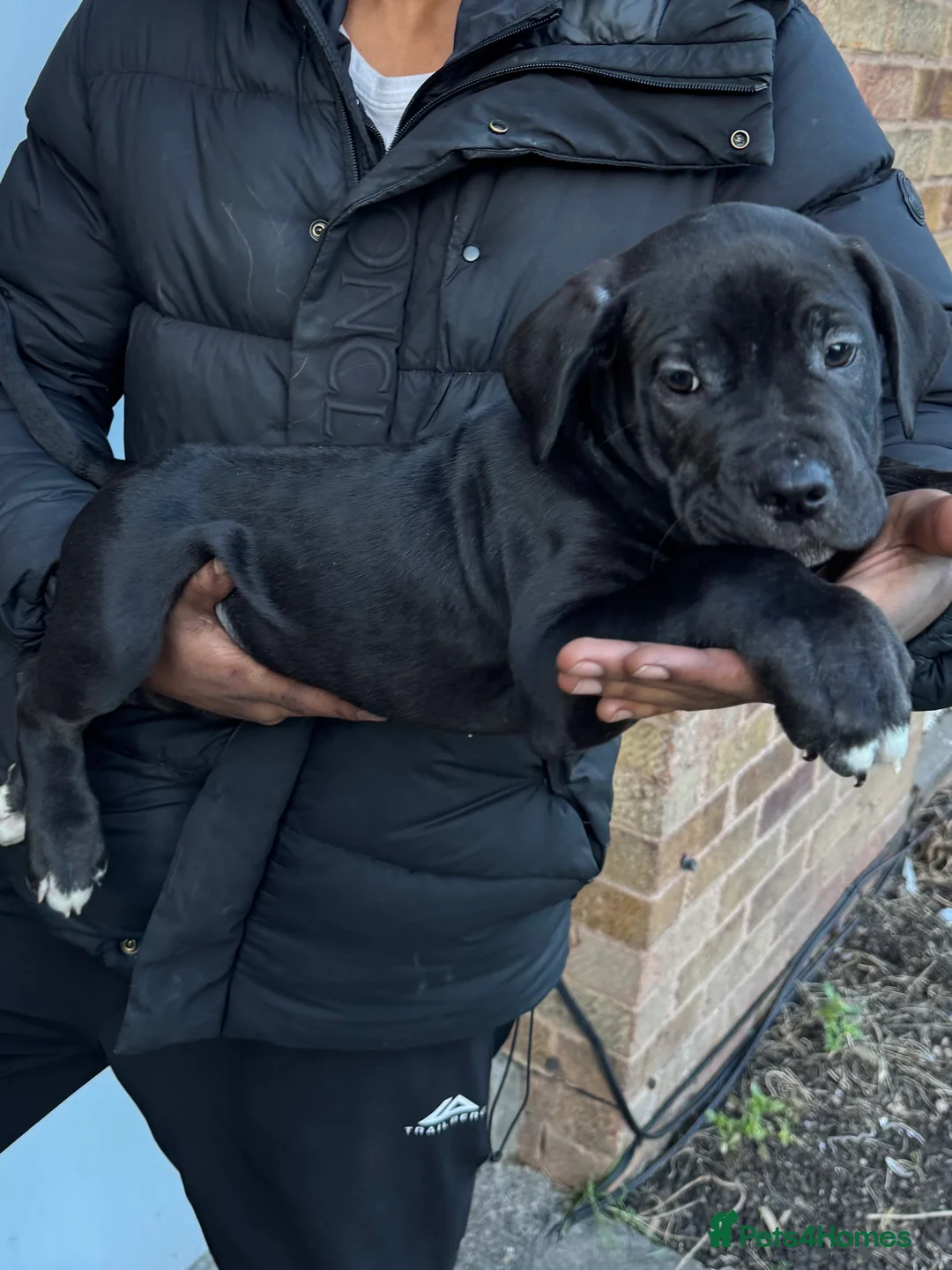 Mixed Breed dogs for sale: 3 Puppies left for Good homes  in London - Advert 8