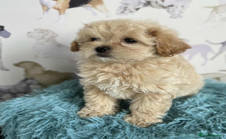 Maltipoo dogs - Advert 1
