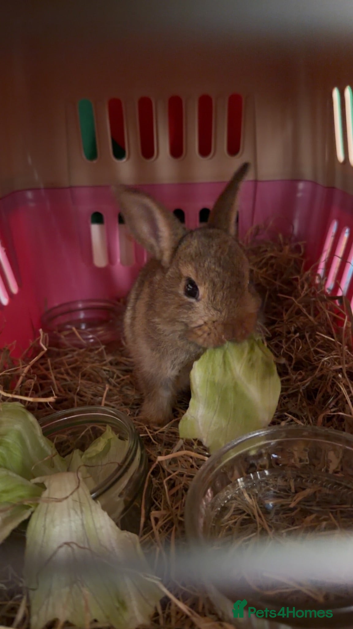 Mixed Breed rabbits 6-weeks Female Bunny - Advert 2