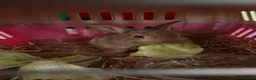 Mixed Breed rabbits for sale: 6-weeks Female Bunny in London - Advert 1