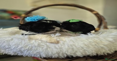 Shih Tzu dogs - Advert 4
