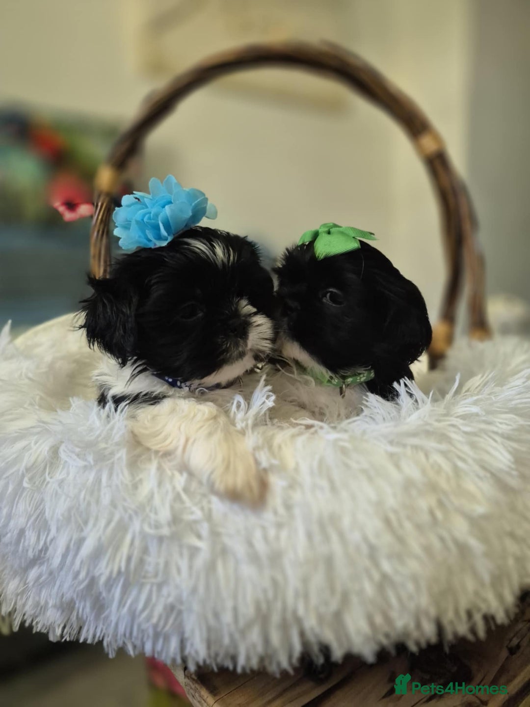 Shih Tzu dogs for sale: Shih Tzu puppies 1 boy available Redy Now!!! - Image 9