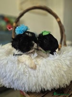 Shih Tzu dogs - Advert 1