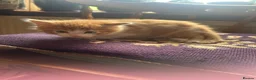 Mixed Breed cats for sale: Tabitha has had a joyful litter of 7 beauties! - Advert 15