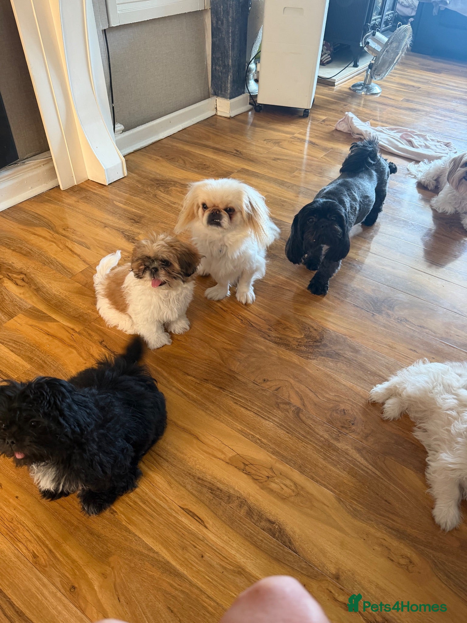 Mixed Breed dogs Pekingese x shihtzu puppys - Advert 1
