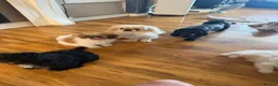 Mixed Breed dogs for sale: Pekingese x shihtzu puppys in Maesteg - Advert 1