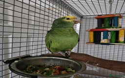 Parrots birds for sale: Talking Handreared Double-yellow-headed Amazon  - Image 10