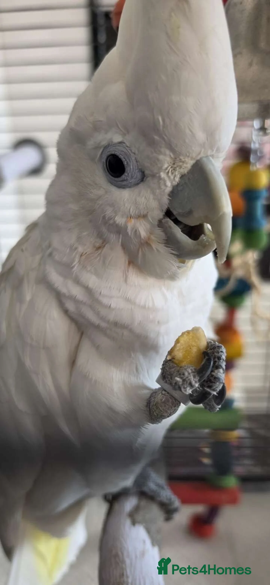 Cockatoo birds for sale: 2 year old male umbrella cockatoo  in Cardiff - Advert 2