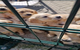 Golden Retriever dogs for sale: Golden retriever pups - Image 9