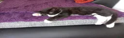 Mixed Breed cats for sale: 5 adorable boy kittens - Advert 2