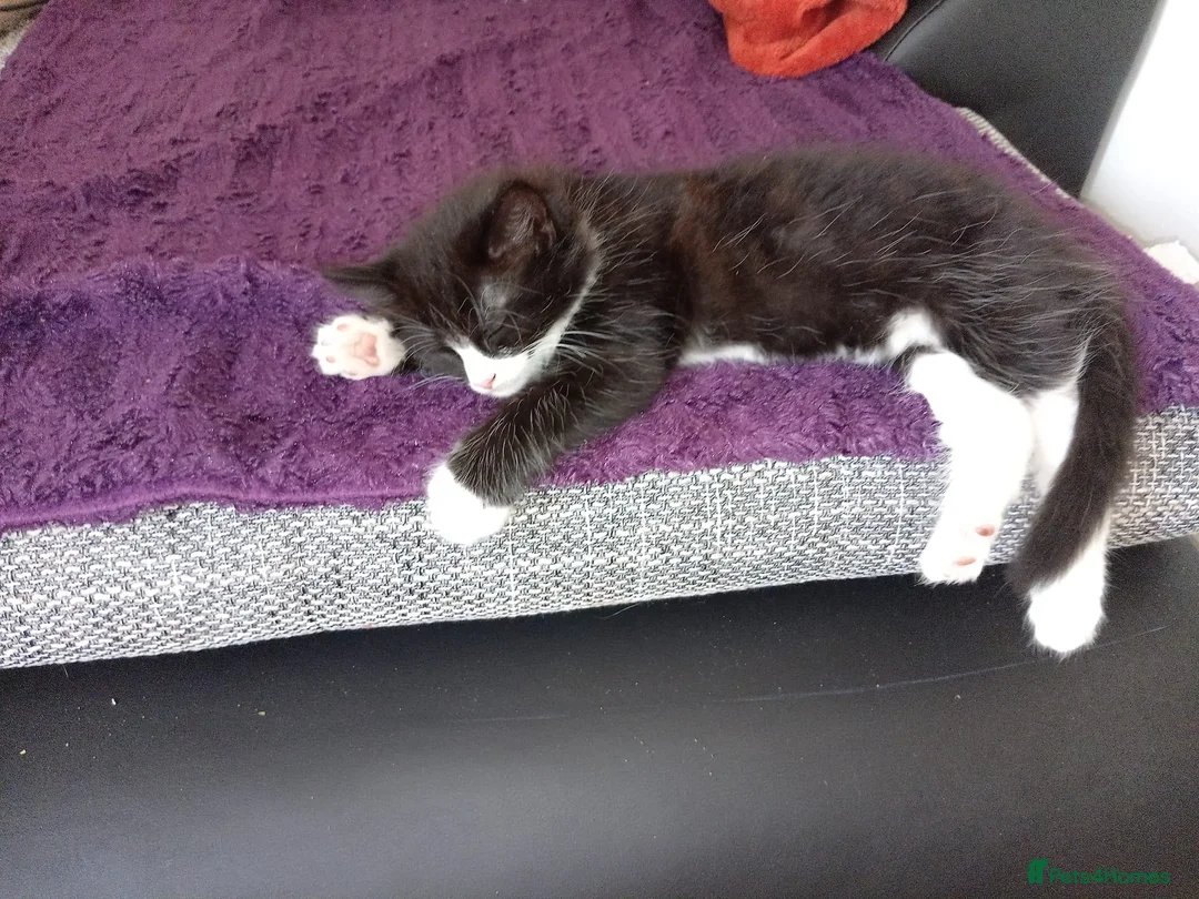 Mixed Breed cats for sale: 5 adorable boy kittens - Advert 2