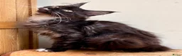 Maine Coon cats for sale: Beautiful Maine Coon kittens - Advert 7