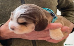 Cocker Spaniel dogs for sale: Adorable show cocker spaniels - Image 20