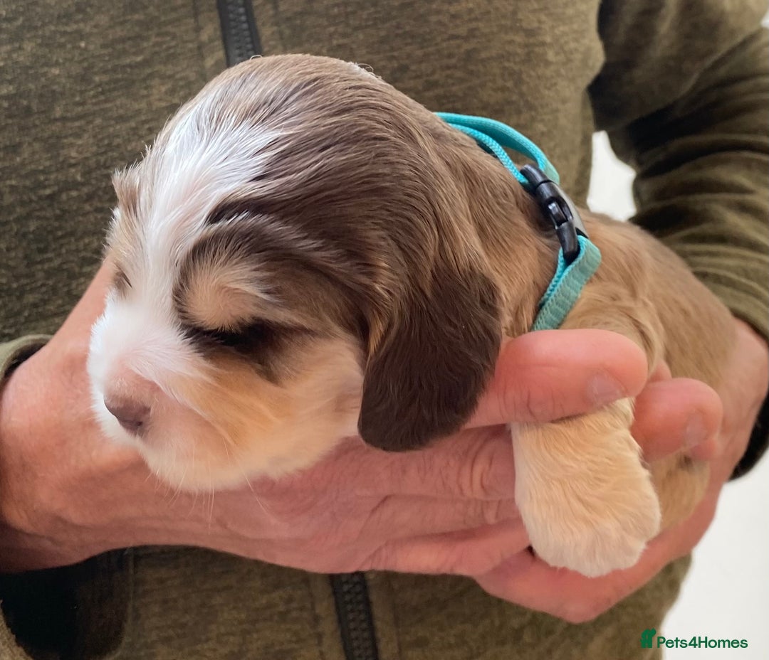 Cocker Spaniel dogs for sale: Adorable show cocker spaniels - Image 20