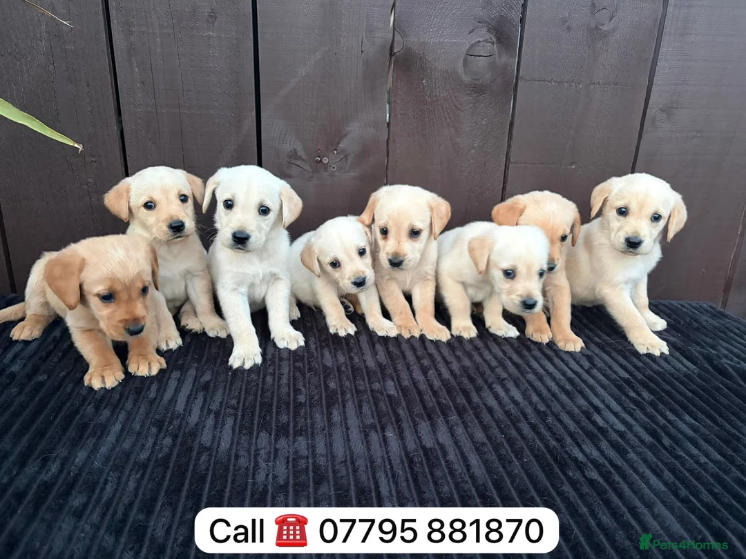 Goldador dogs for sale: Goldador puppies 9 available  - Advert 40