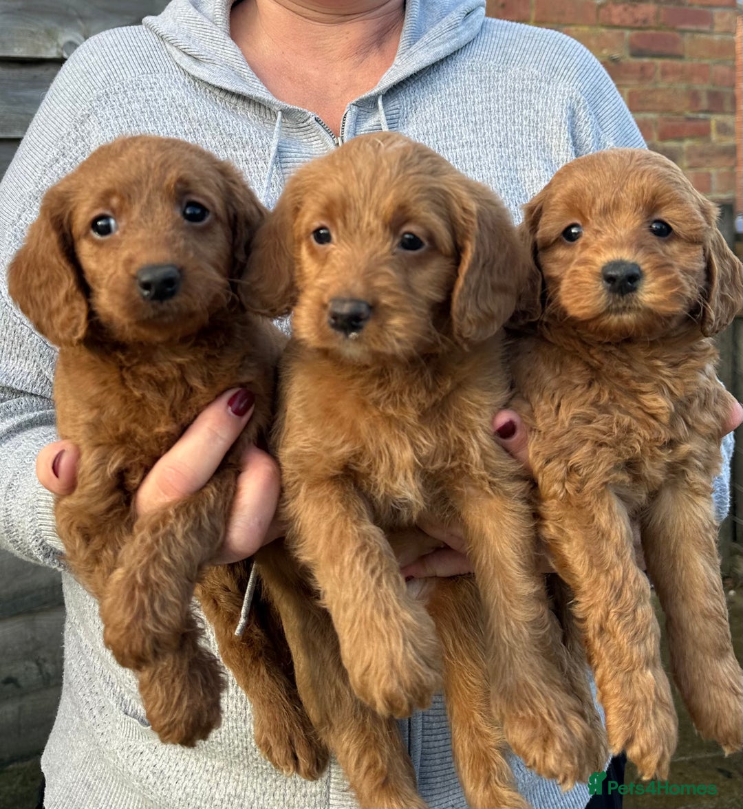 Labradoodle dogs for sale: Quality F1b miniature Lanradoodles - Image 4