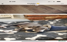 Whippet dogs for sale: Whippet pups  - Image 3