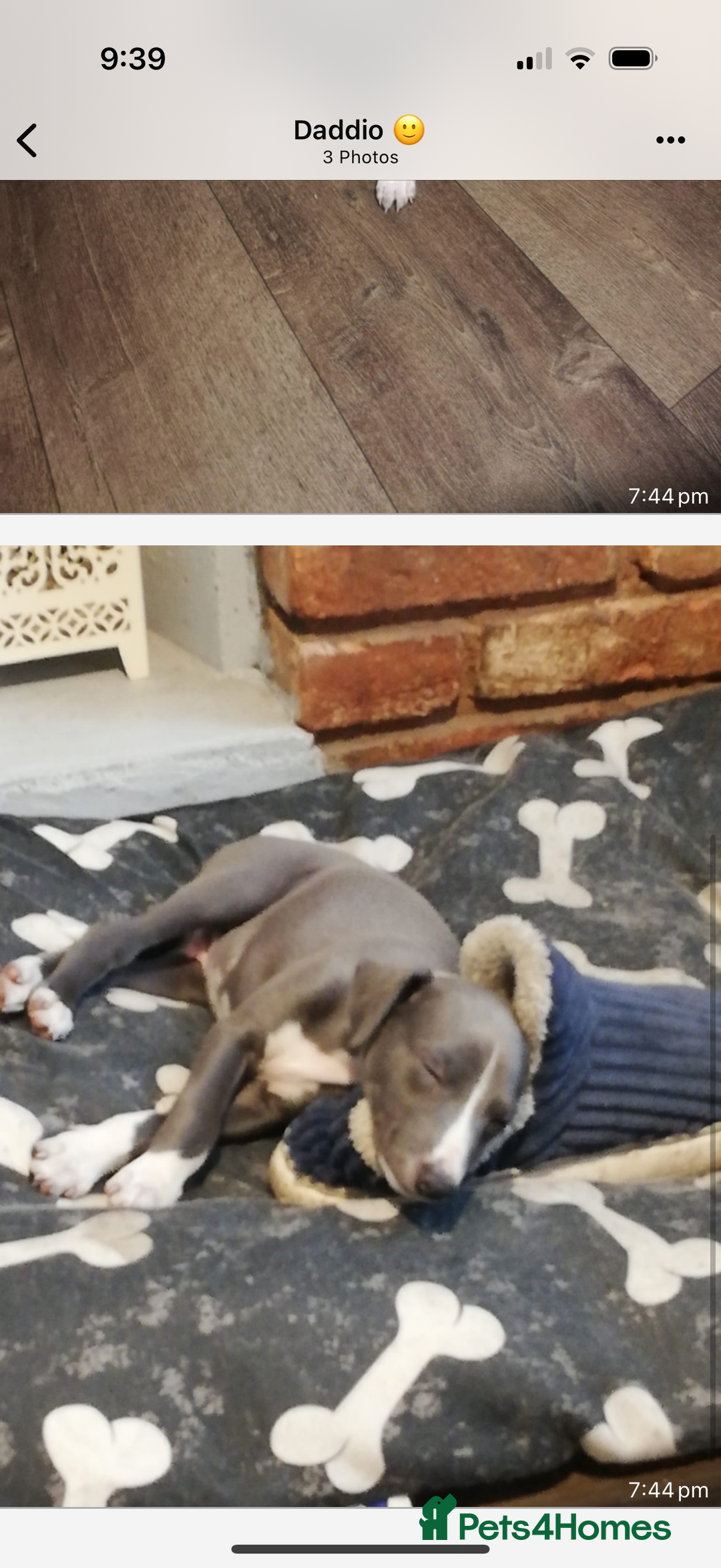 Whippet dogs for sale: Whippet pups  - Image 3