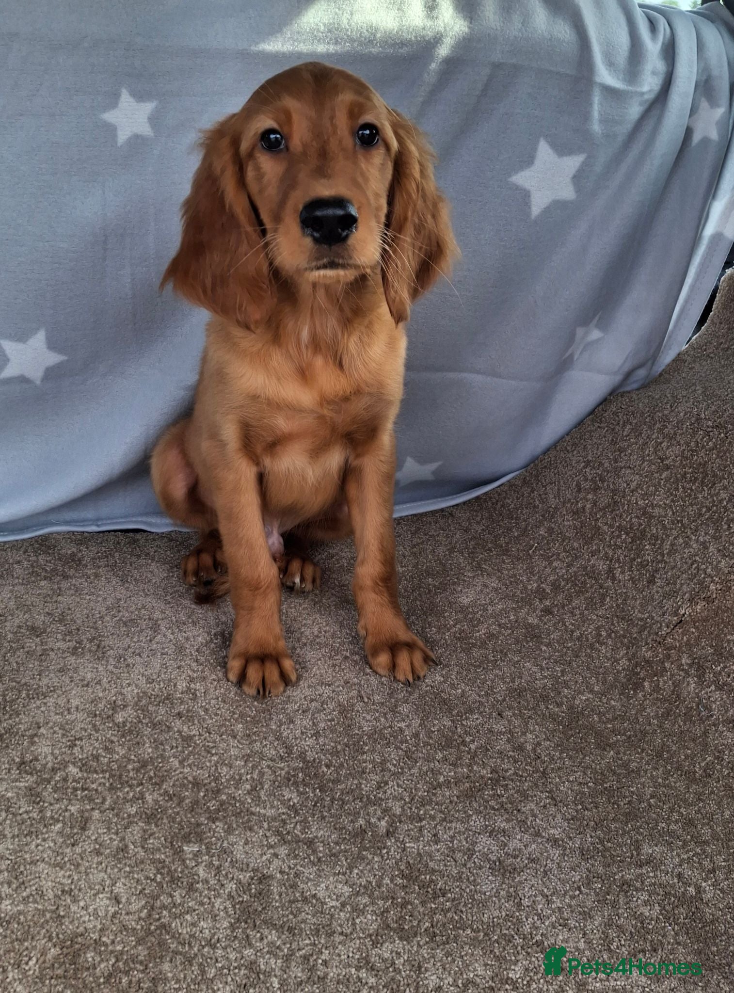 Mixed Breed dogs Golden irish puppies, last boy !! - Advert 1