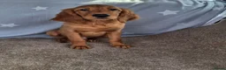 Mixed Breed dogs for sale: Golden irish puppies, last boy !! - Advert 9