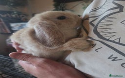 Mini Lop rabbits for sale: Glorious and Gorgeous Mini Lop Bunnies for sale  - Image 6