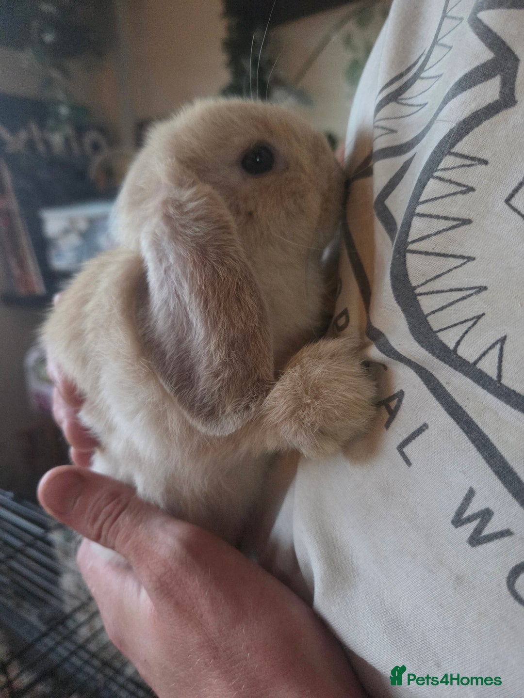 Mini Lop rabbits for sale: Glorious and Gorgeous Mini Lop Bunnies for sale  - Image 6