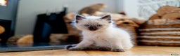 Ragdoll cats for sale: Pure Ragdol kittens ready for a new homes  - Advert 23