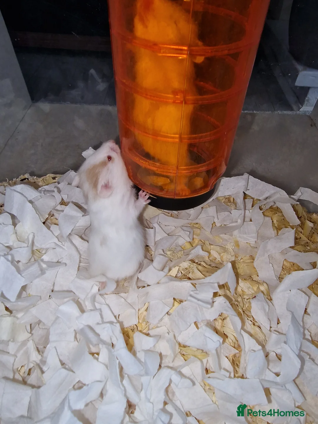 Hamster rodents for sale: Syrian hamster  - Advert 2