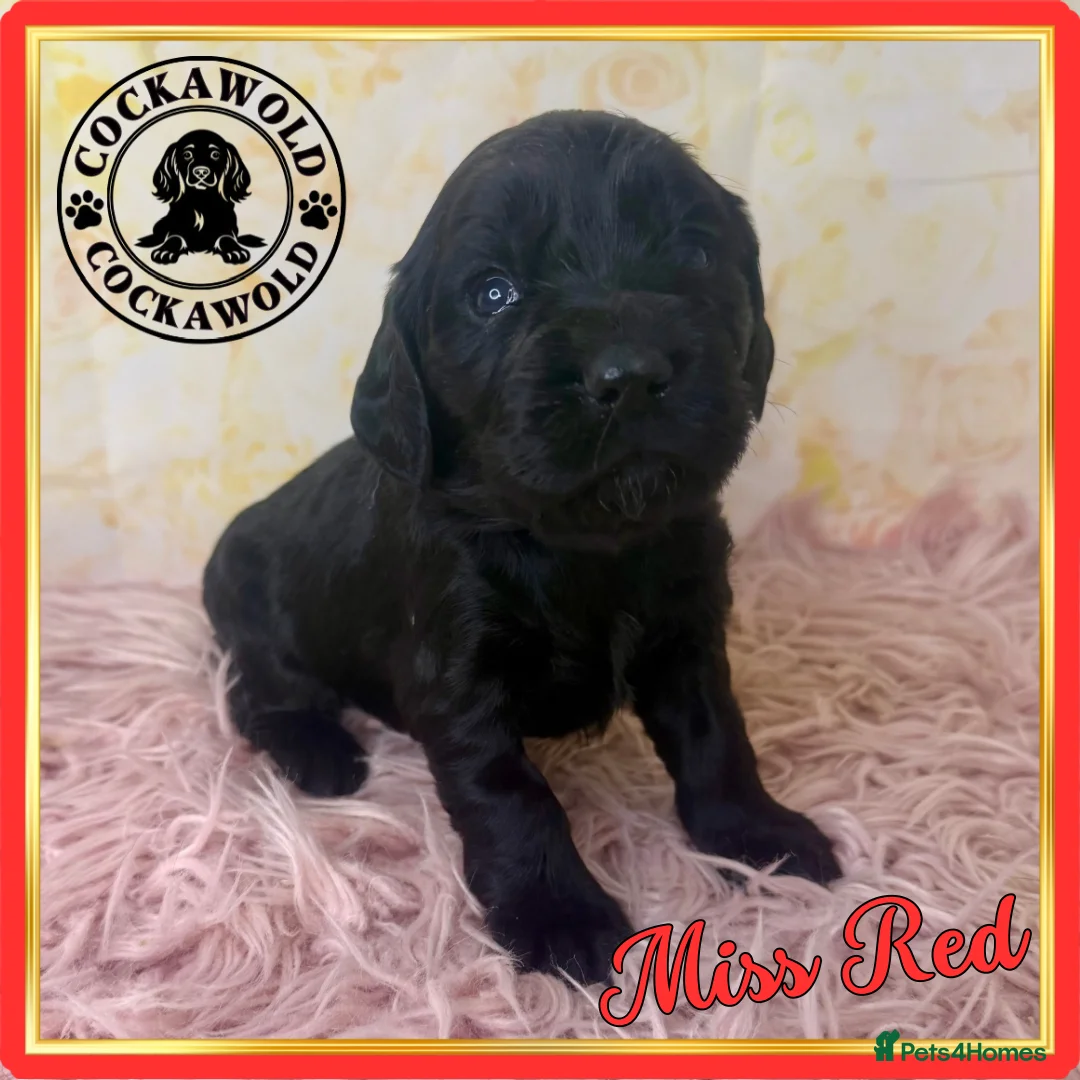 Cocker Spaniel dogs for sale: 🖤 Quality Black RKC Cockers 🖤 Ready Mid March 🖤 - Advert 27