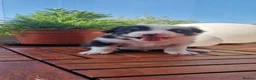 Border Collie dogs for sale: Border Collie Puppies  - Advert 8