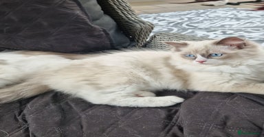 Ragdoll cats in Colchester - Advert 2