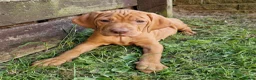 Hungarian Vizsla dogs for sale: READY TO LEAVE ,. 4 Beautiful girls left. - Advert 17