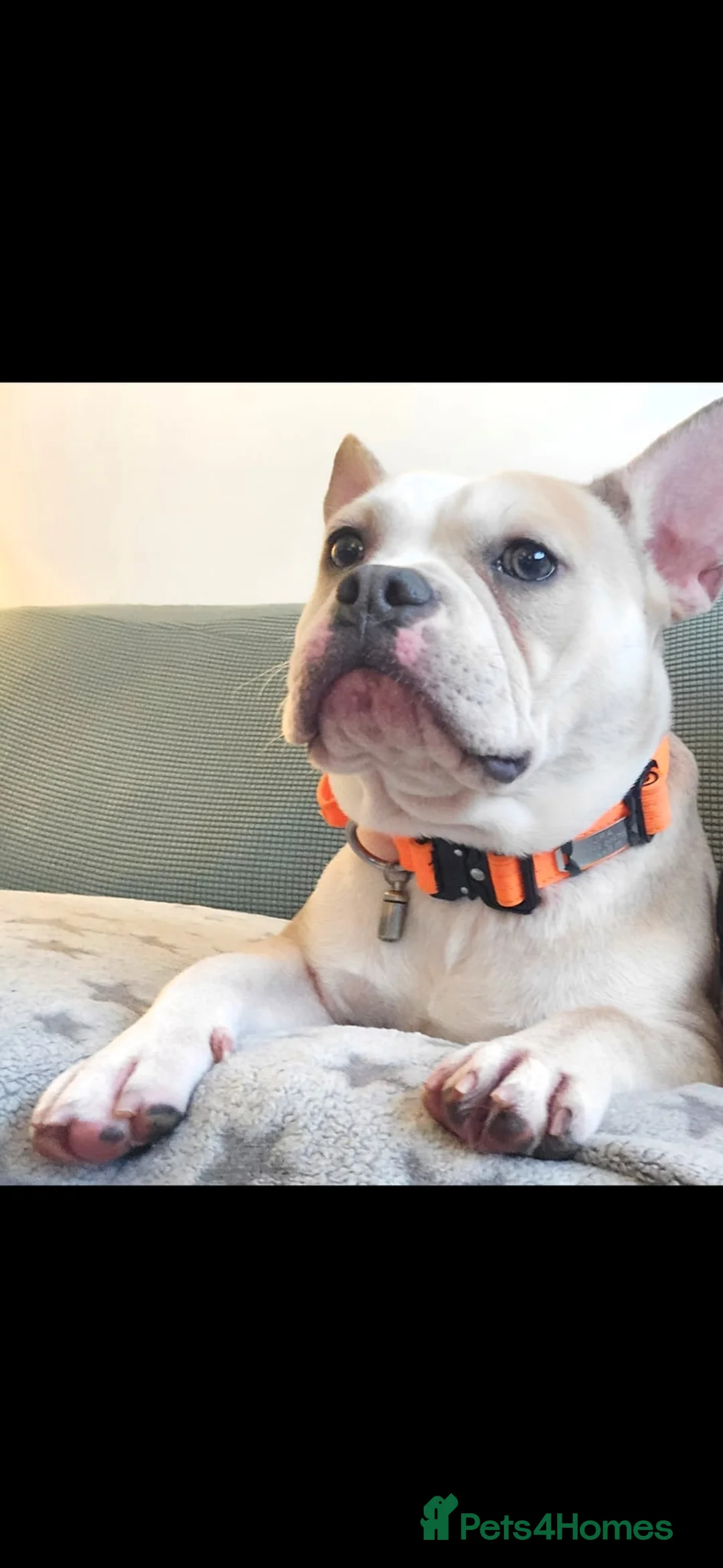 French Bulldog dogs for sale: French bulldog x  in Exeter - Advert 2