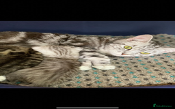 British Shorthair cats for sale: British Short hair crossbreed for sale (Male) - Image 2