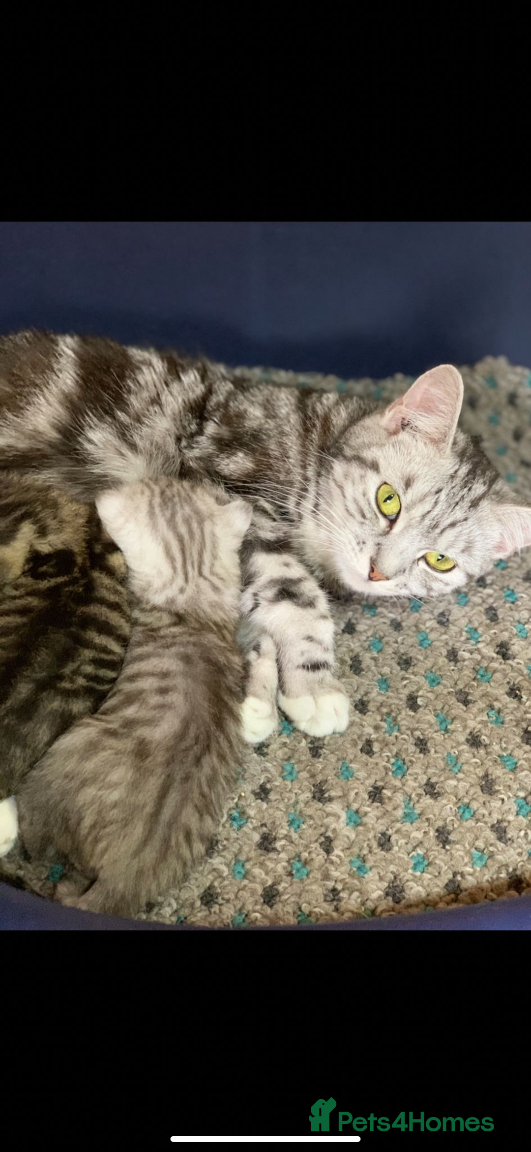 British Shorthair cats for sale: British Short hair crossbreed for sale (Male) - Image 2