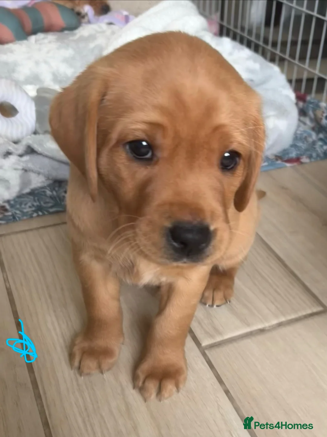 Labrador Retriever dogs for sale: Kc registered Labradors puppies in Gainsborough - Advert 8