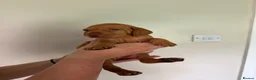 Hungarian Vizsla dogs for sale: KC Registered Hungarian Viszla litter  - Advert 34