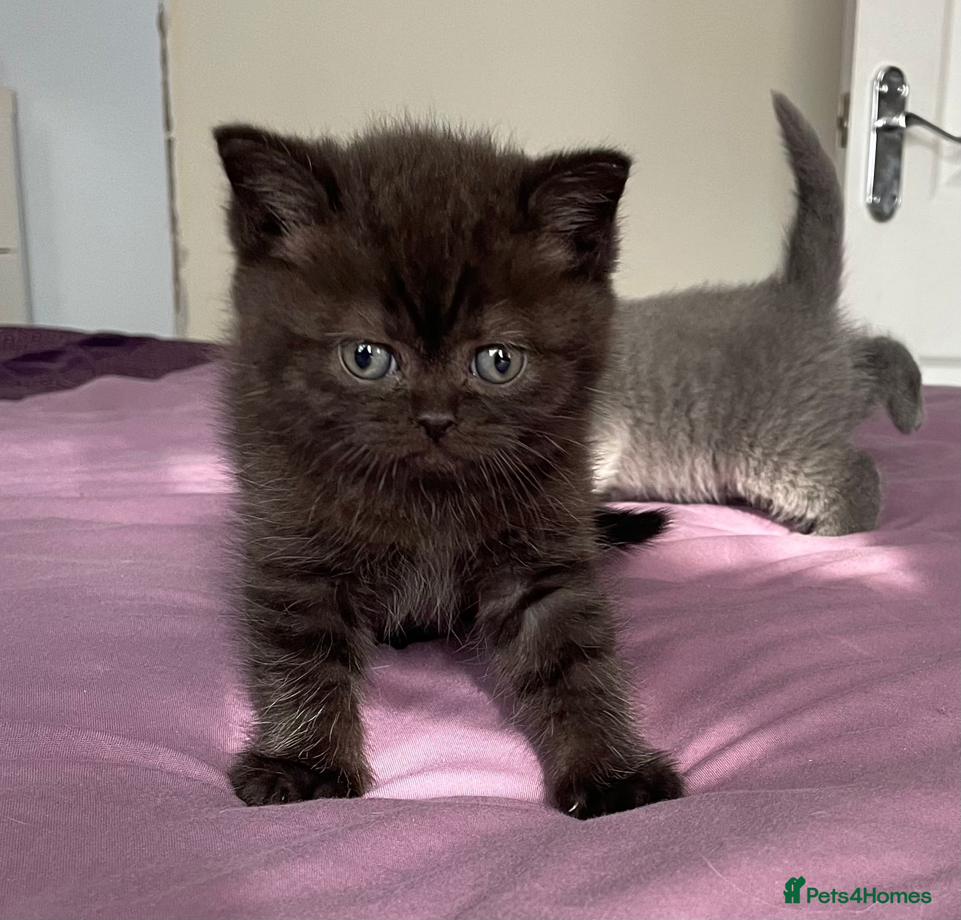 British Shorthair cats Gorgeous little munchkins - Advert 2