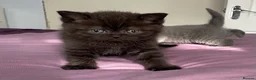 British Shorthair cats for sale: Gorgeous little munchkins - Advert 2
