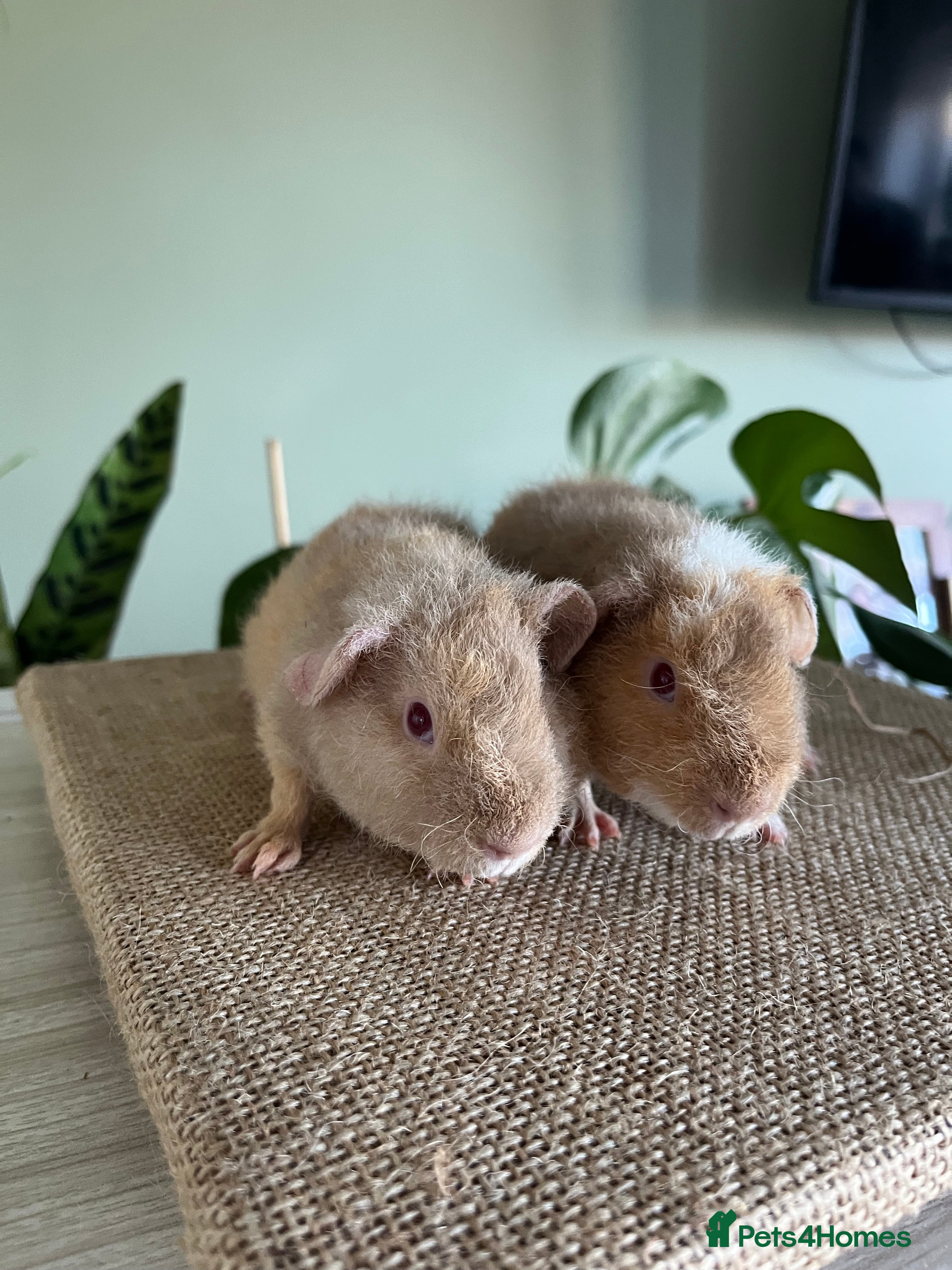 Guinea Pig rodents Purebred Teddy Boys - Advert 1