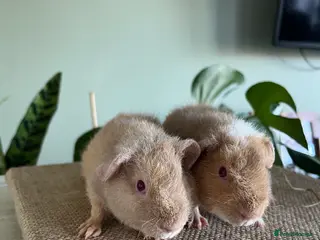 Guinea Pig rodents Purebred Teddy Boys - Advert 1